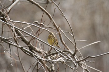 Masked Bunting Unknown Spots Mon, 3/21/2022