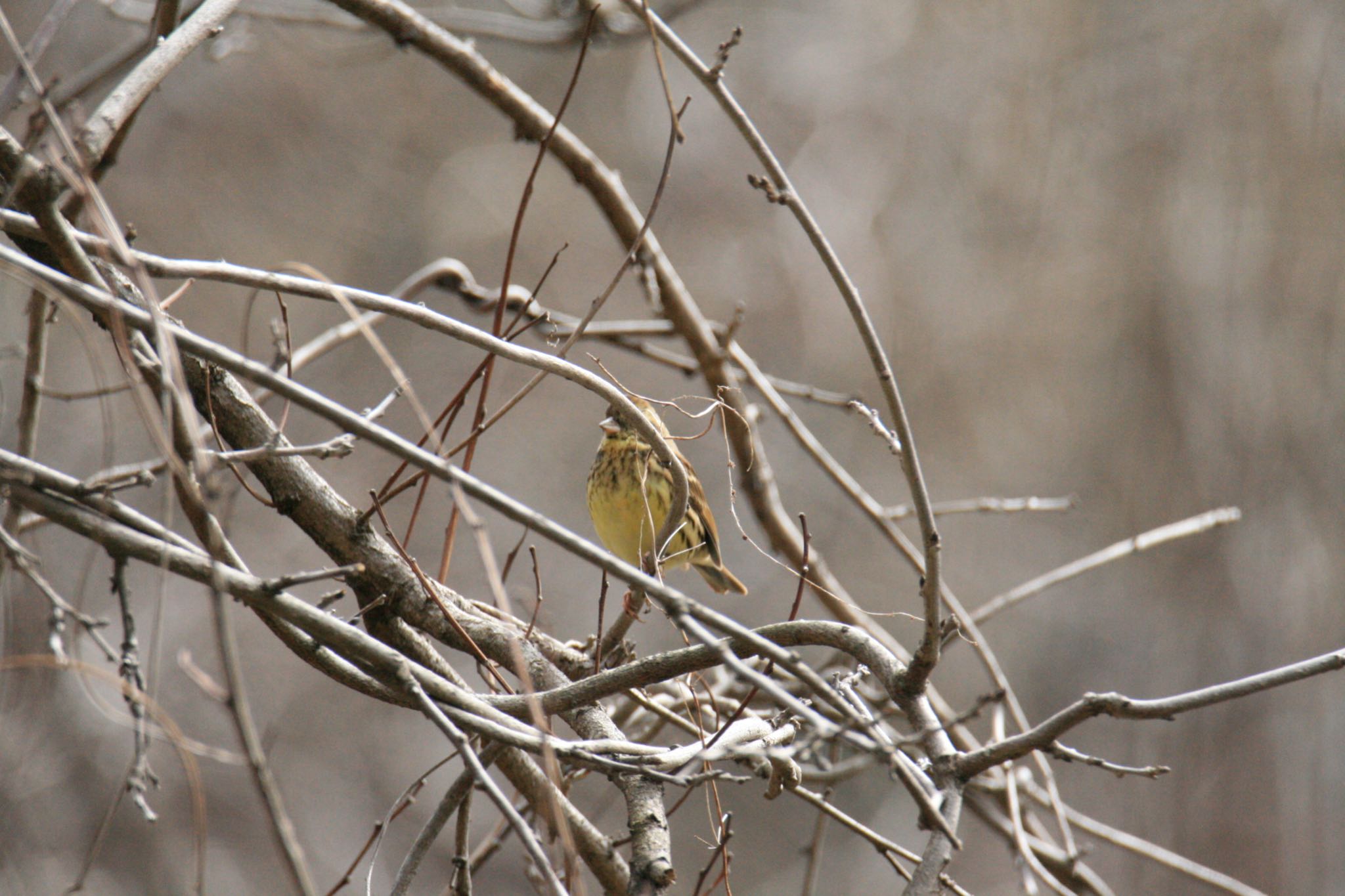 Photo of Masked Bunting at  by Koutoku