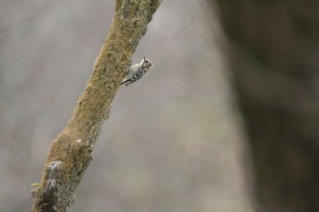 Japanese Pygmy Woodpecker Unknown Spots Mon, 3/21/2022