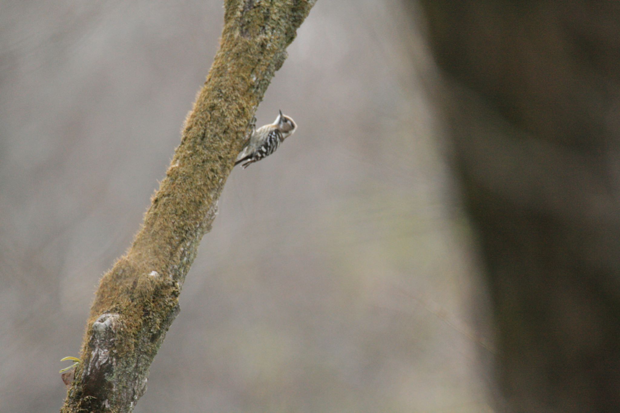 Photo of Japanese Pygmy Woodpecker at  by Koutoku