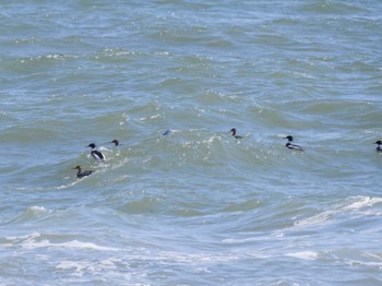 Red-breasted Merganser 大洗 Sun, 3/20/2022