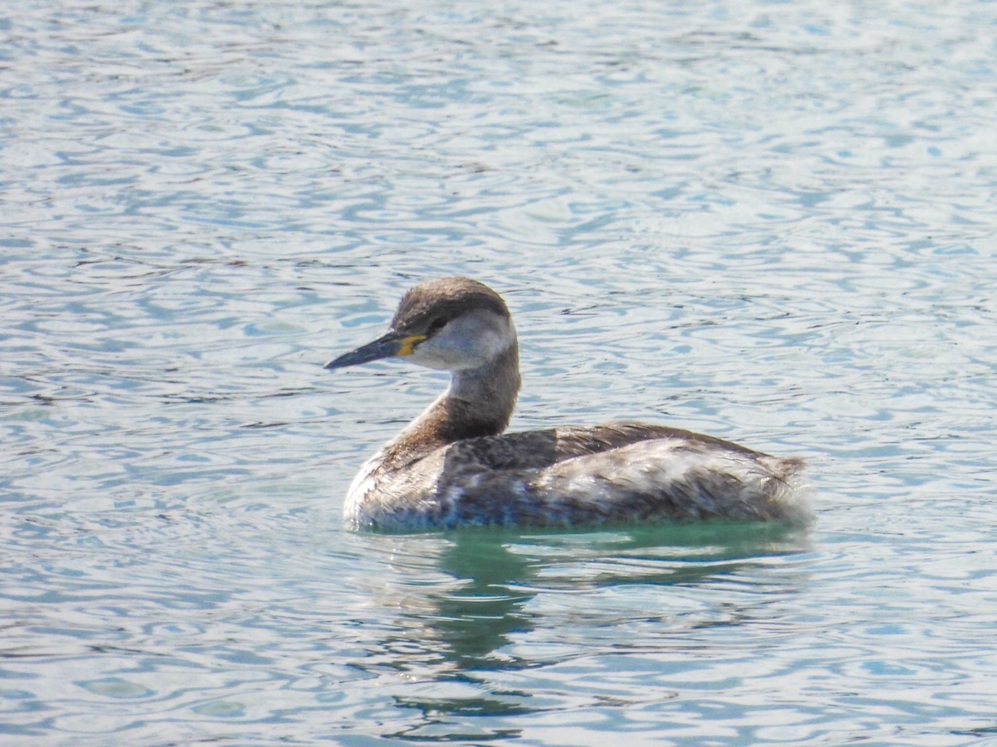 Red-necked Grebe