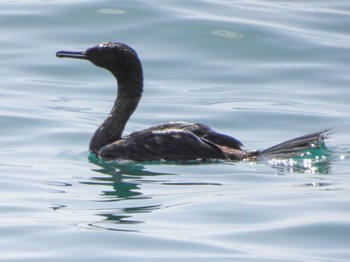 Pelagic Cormorant 大洗 Sun, 3/20/2022