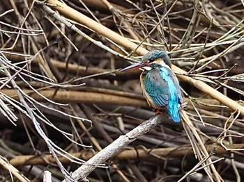 2022年3月21日(月) 舞岡公園の野鳥観察記録