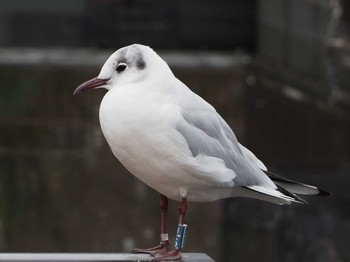 ユリカモメ 不忍池(上野恩賜公園) 2022年3月21日(月)