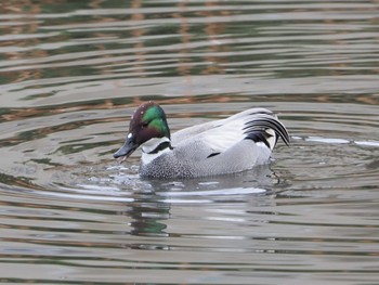 2022年3月21日(月) 不忍池(上野恩賜公園)の野鳥観察記録