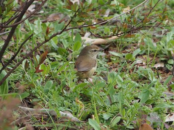 ウグイス 不忍池(上野恩賜公園) 2022年3月21日(月)