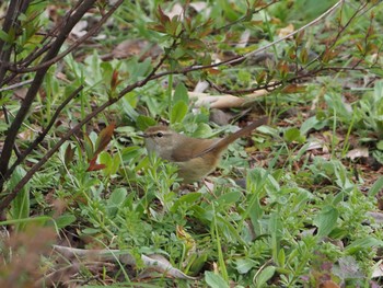 ウグイス 不忍池(上野恩賜公園) 2022年3月21日(月)