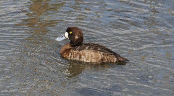 スズガモ ふなばし三番瀬海浜公園 2022年3月20日(日)