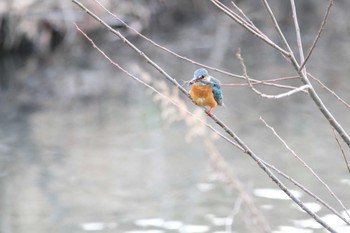 カワセミ 埼玉県日高市 2022年3月20日(日)