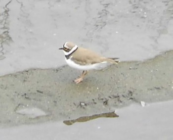 2022年3月21日(月) 埼玉県の野鳥観察記録