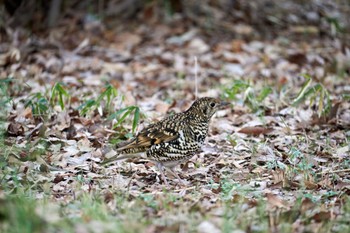 2022年3月21日(月) 近所の公園の野鳥観察記録