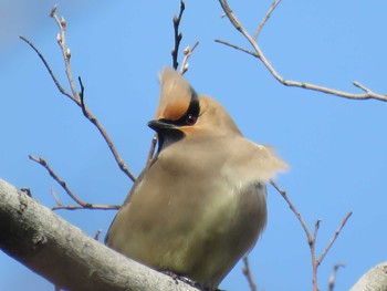 Japanese Waxwing 和歌山市 Tue, 2/21/2017