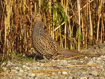 2017年12月3日(日) 湖北野鳥センターの野鳥観察記録