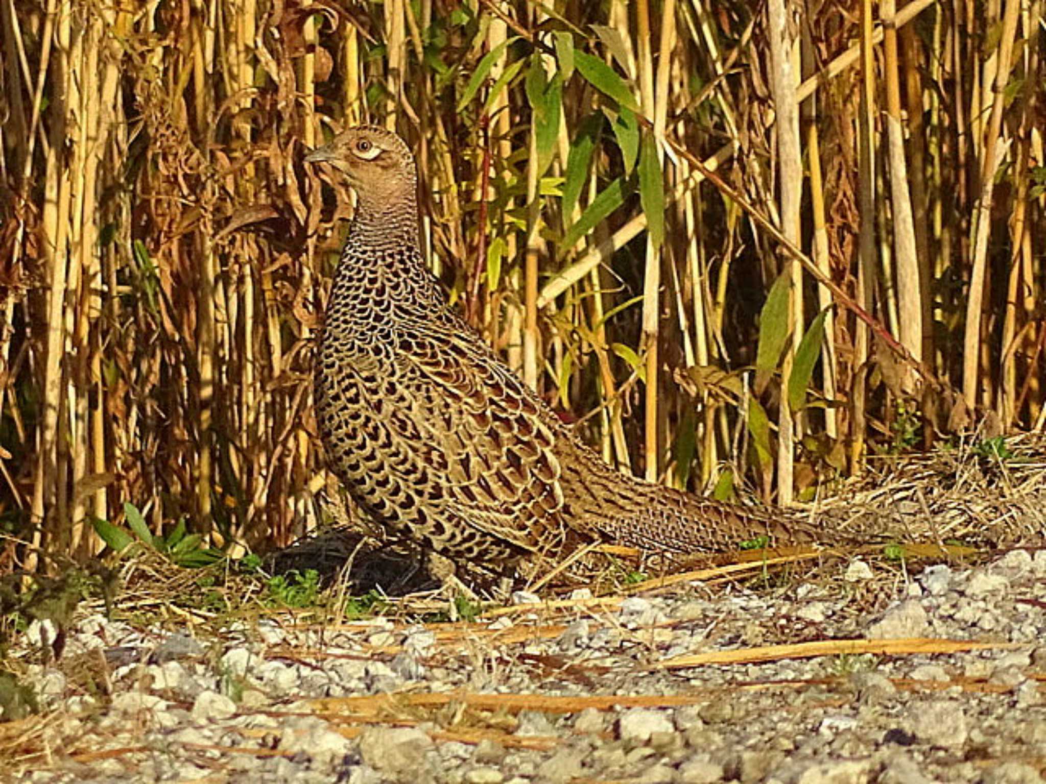 湖北野鳥センター キジの写真 by どらお