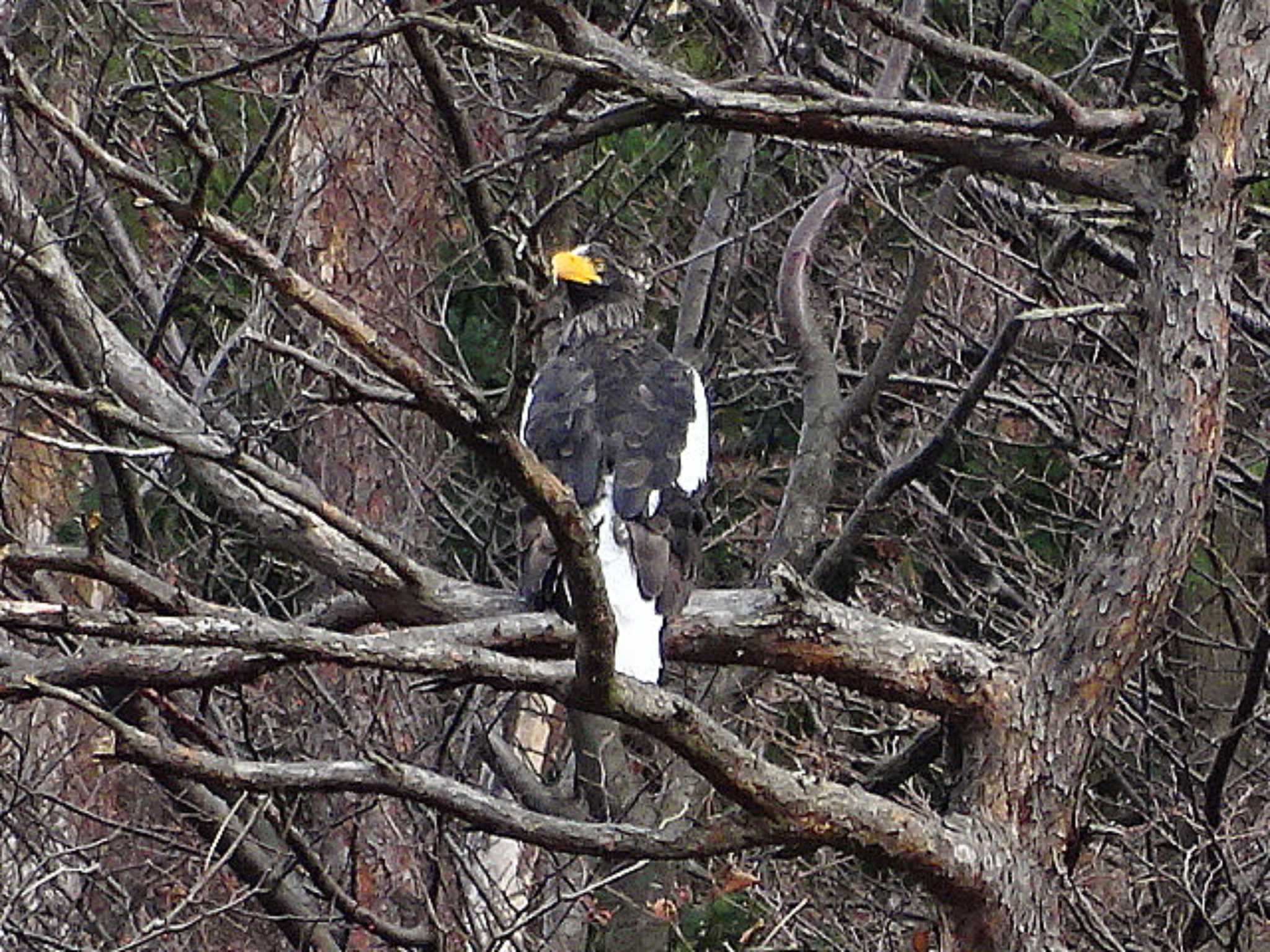 湖北野鳥センター オオワシの写真 by どらお