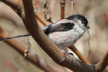 2022年3月21日(月) 新横浜公園の野鳥観察記録