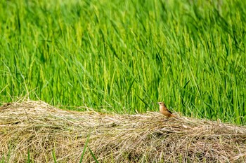 ノビタキ 兵庫県三田市 2016年10月10日(月)