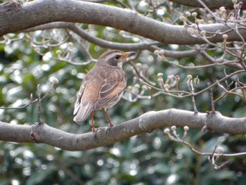 2022年3月21日(月) 平和の森公園、妙正寺川の野鳥観察記録