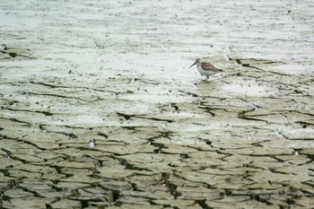 ハマシギ 兵庫県明石市 2017年3月25日(土)