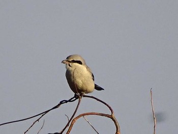 2018年1月19日(金) 背割り堤防の野鳥観察記録