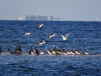 2018年1月6日(土) 安濃川河口の野鳥観察記録