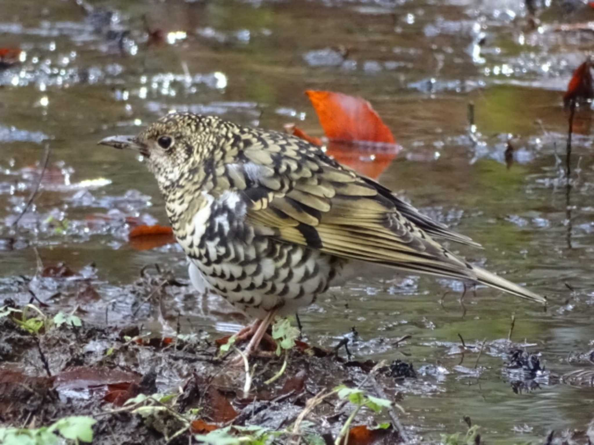 トラツグミ