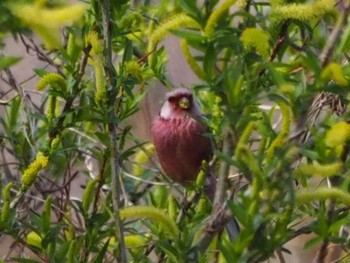 ベニマシコ 芝川第一調節池(芝川貯水池) 2022年3月21日(月)