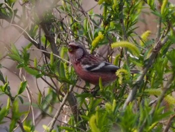 2022年3月21日(月) 芝川第一調節池(芝川貯水池)の野鳥観察記録