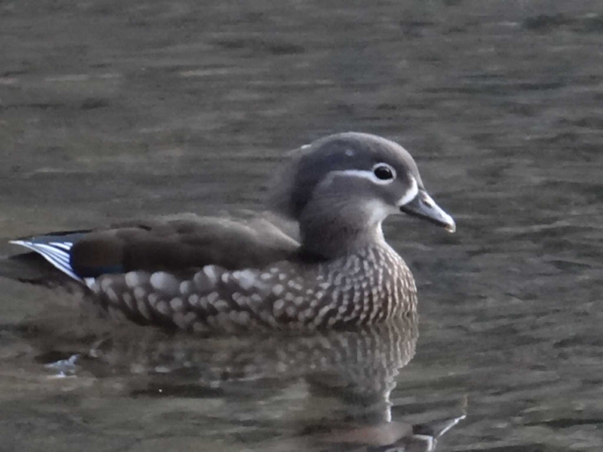 Mandarin Duck