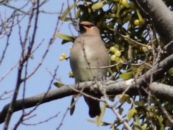 2018年2月11日(日) 太田宿の野鳥観察記録