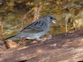 2018年2月3日(土) 松尾池の野鳥観察記録