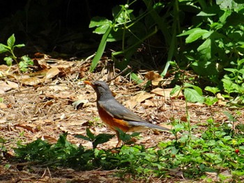 Grey-backed Thrush 庄内緑地公園 Sun, 2/18/2018