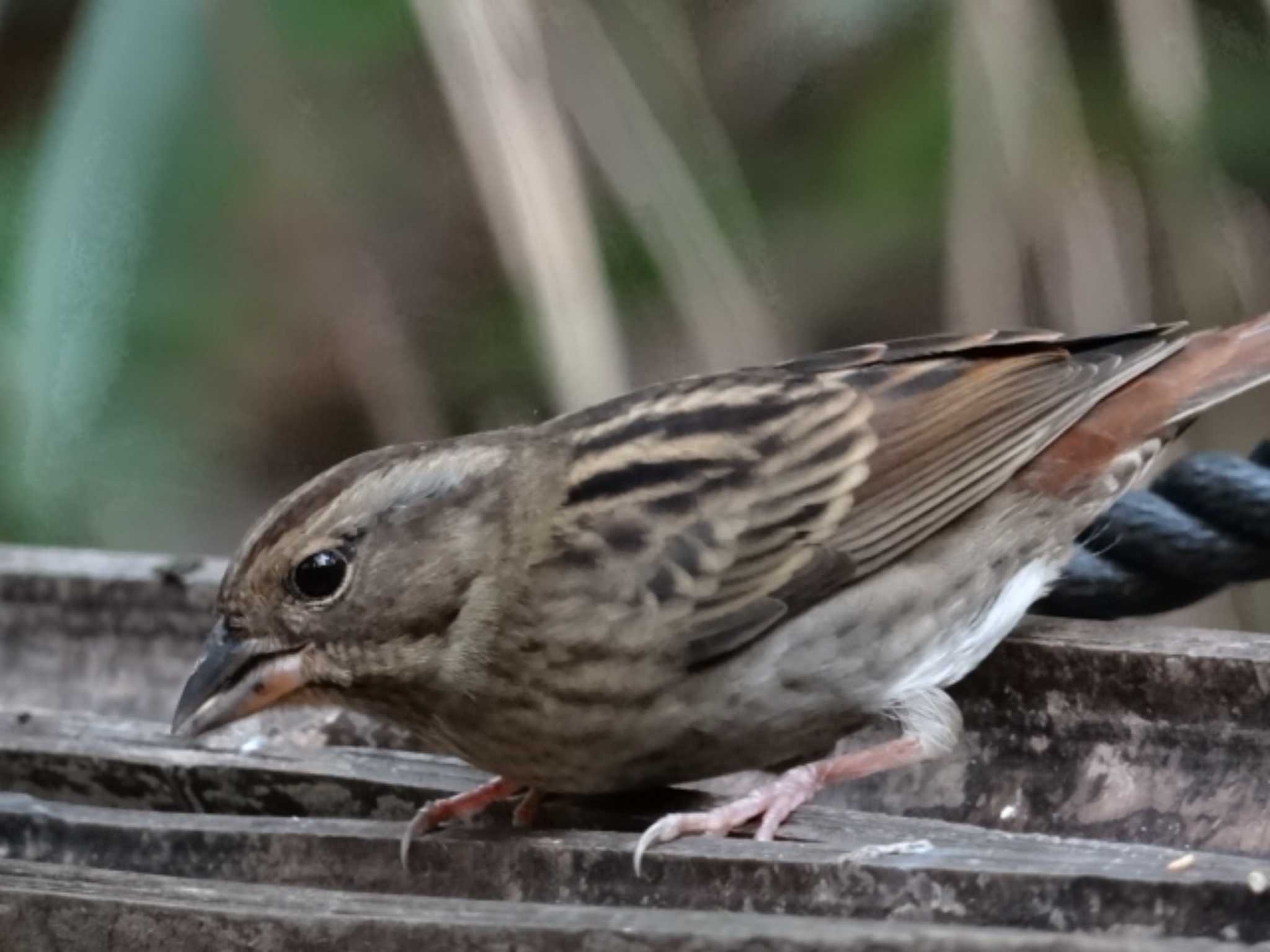 Photo of Grey Bunting at 松尾池 by どらお