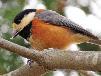 2022年3月21日(月) 舞岡公園の野鳥観察記録