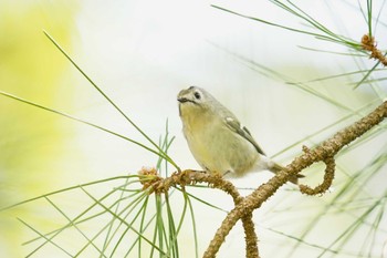 2022年3月21日(月) 松江城の野鳥観察記録