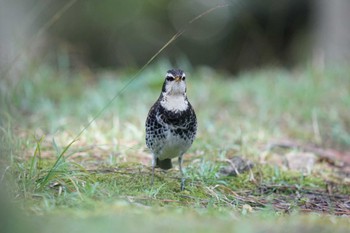 Dusky Thrush Matsue Castle Mon, 3/21/2022