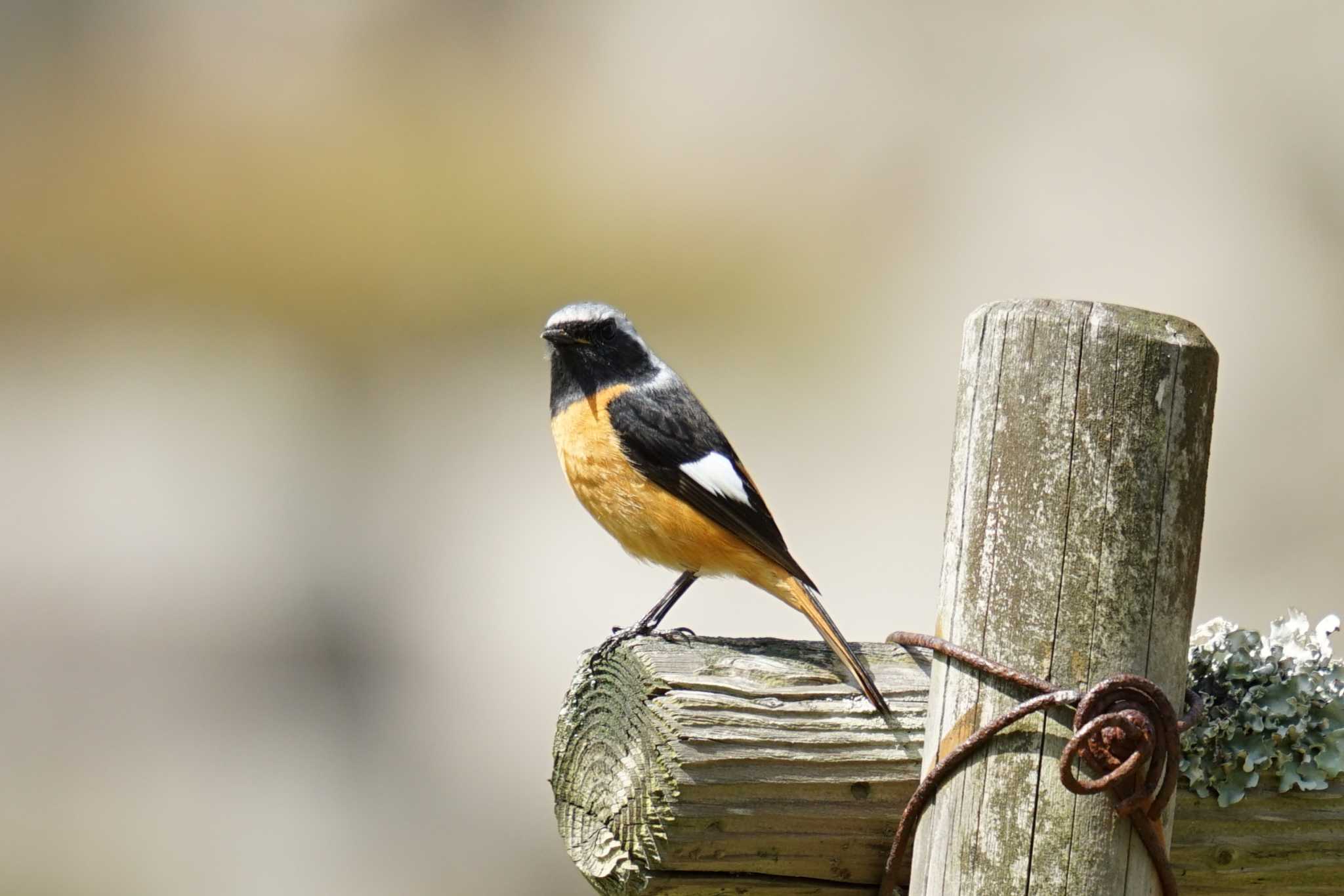 Daurian Redstart