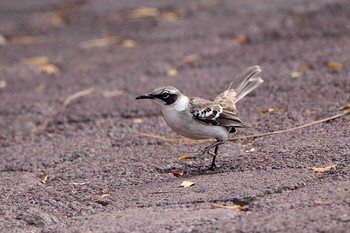 Galapagos Mockingbird Galapagos Islands(Ecuador) Sun, 9/17/2017