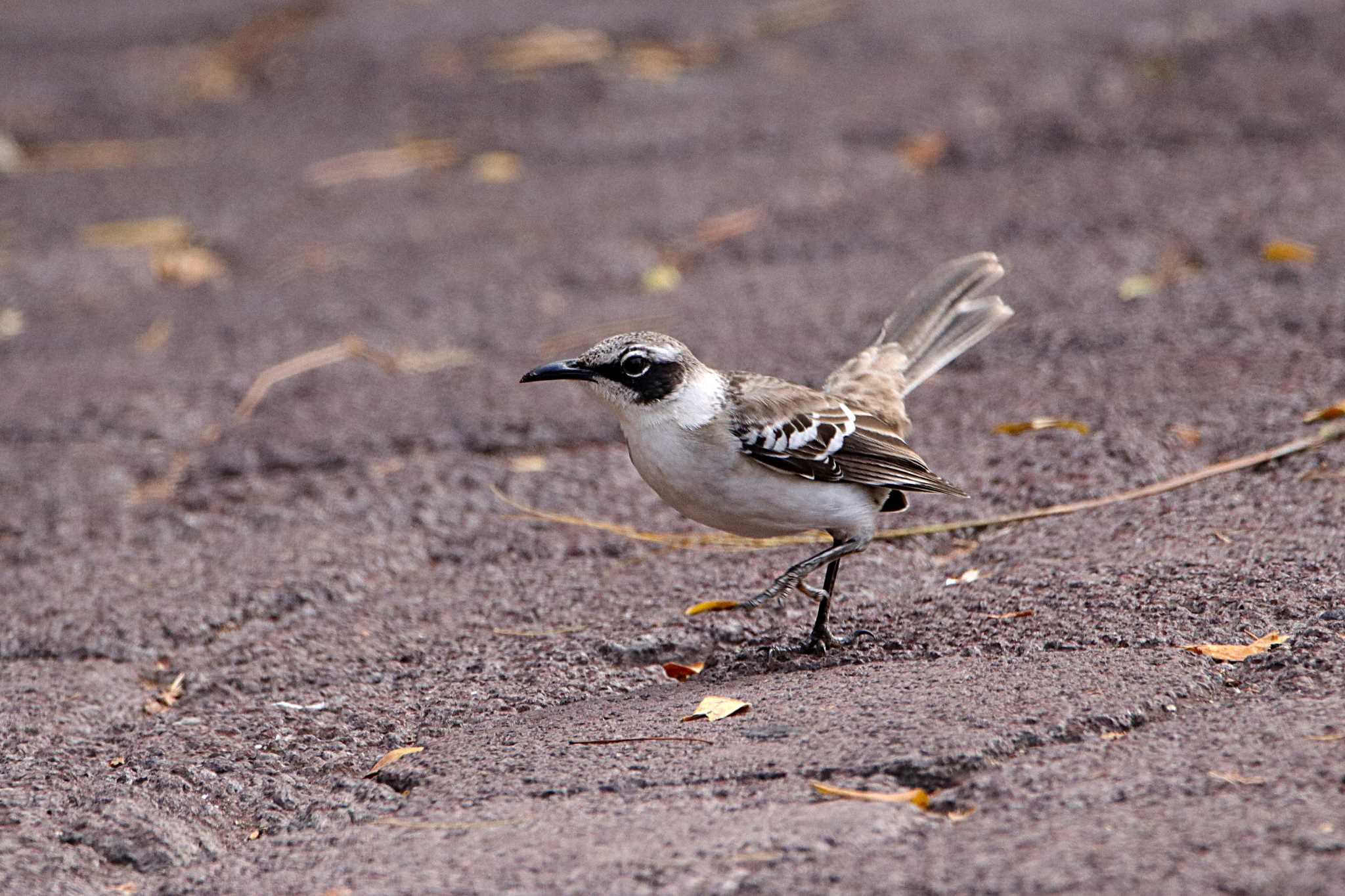 Galapagos Mockingbird