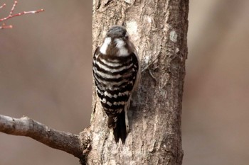 Japanese Pygmy Woodpecker 長野県 Sun, 3/20/2022