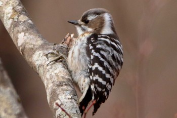 Japanese Pygmy Woodpecker 長野県 Sun, 3/20/2022