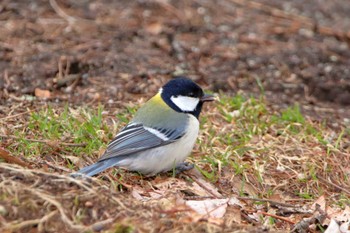 Japanese Tit 長野県 Sat, 3/19/2022