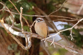 Sun, 3/20/2022 Birding report at 長野県