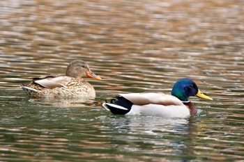 Mallard 長野県 Sat, 3/19/2022