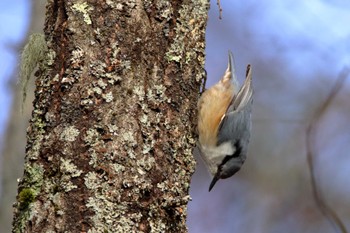 Eurasian Nuthatch 長野県 Sun, 3/20/2022