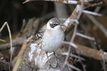 ガラパゴスマネシツグミ Galapagos Islands(Ecuador) 2017年9月17日(日)