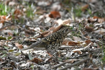 2022年3月13日(日) 井頭公園の野鳥観察記録