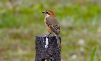 2022年3月21日(月) 千里東町公園の野鳥観察記録