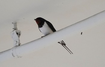 2022年3月21日(月) 千里中央の野鳥観察記録